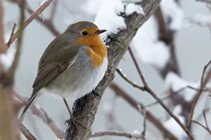 Bird Photography Winter Prints: Erithacus rubecula, robin, robins
