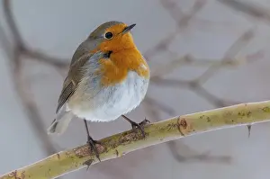 Songbird Images Prints: Erithacus rubecula, robin, robins