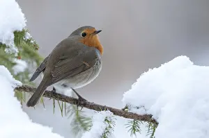 Robins Prints: Erithacus rubecula Print: Robin in Snow