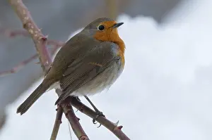 Winter Birds Prints: Erithacus rubecula, robin, robins
