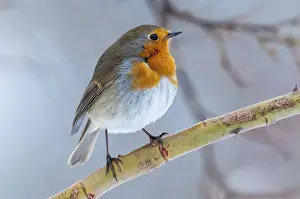 Bird Songbirds Prints: Erithacus rubecula, robin, robins