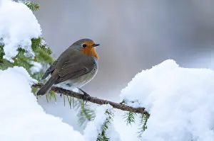 Bird Photography Prints: Erithacus rubecula, robin, robins