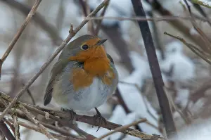 European Robin Prints: Erithacus rubecula, robin, robins