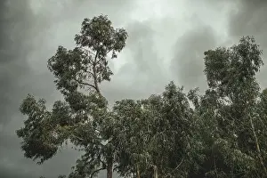 Peru Landscape Prints: Eucalyptus trees (Eucalyptus globulus)