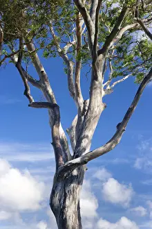 Eucalyptus Tree Print, Queensland Coast, Australia