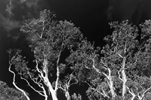 Eucalyptus Tree Prints: Eucalyptuses (Eucalyptus), tree