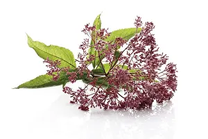 Studio Shot Flora Prints: Eupatorium