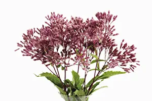 Spermatophyte Plant Life Prints: Eupatorium (Eupatorium)