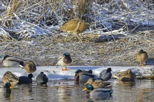 Great Bittern Prints: Eurasian bittern