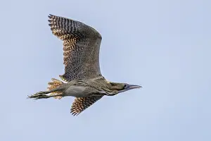 Aquatic Birds Photos Prints: The eurasian bittern (Botaurus stellaris) in flight