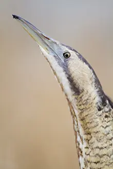 Prints of Eurasian Bittern or Great Bittern (Botaurus stellaris), Burgenland, Austria Bittern Prints: Eurasian Bittern Print, Botaurus stellaris