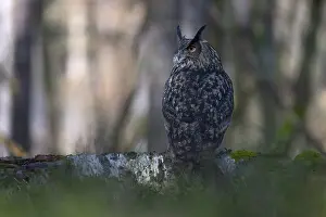 Eurasian Eagle Owl Prints: Eurasian Eagle-owl (Bubo bubo)