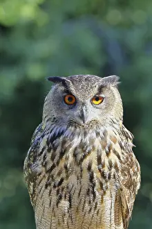 Prints of Eurasian eagle-owl (Bubo bubo), animal portrait, Rhineland-Palatinate, Germany Eagle Owl Prints: Eurasian Eagle-Owl Print, Rhineland-Palatinate, Germany