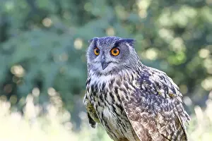 Prints of Eurasian eagle-owl (Bubo bubo), animal portrait, Rhineland-Palatinate, Germany Eagle Owl Prints: Eurasian Eagle-Owl Print, Rhineland-Palatinate, Germany