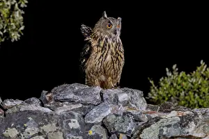 Eurasian Eagle Owl Prints: Eurasian Eagle-owl (Bubu bubu)