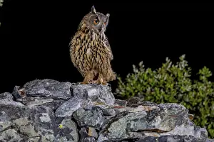 Eurasian Eagle Owl Prints: Eurasian Eagle-owl (Bubu bubu)