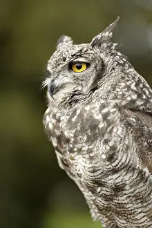 Prints of Eurasian Eagle-owl sideways Eagle Owl Prints: Eurasian Eagle-owl Print: Majestic Bird in Profile