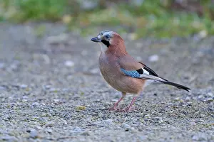 Eurasian Jay Prints: Eurasian Jay presenting itself from the side
