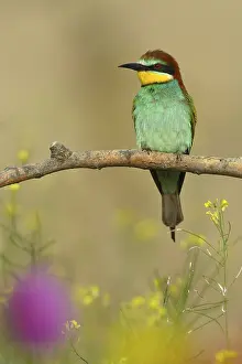 Flowering Meadow Scene Prints: European Bee-eater (Merops apiaster)