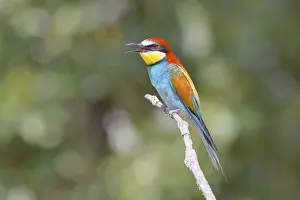 Animals In The Wild Austria Prints: European bee-eater (Merops apiaster) sitting on a branch