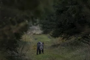 Female Wild Boar With Young Prints: In the last evening light
