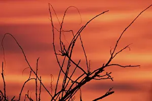 Empty Countryside Landscapes Prints: Evening red twigs in front of reddish cloud structures