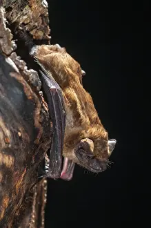 Common Noctule Prints: Evening sailor, common noctule