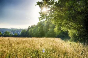 Evening Sun Setting Scene Prints: Evening sun in summer