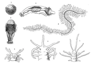 Historical Print of Bristle Worms Evolution