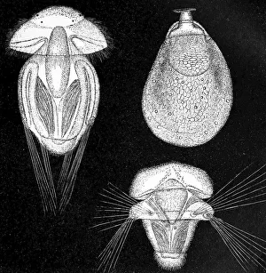 Vintage Styled Wildlife Illustrations Prints: Evolutionary stages of Argiope