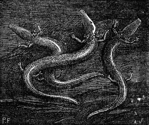 Vintage Illustration Prints: Example of processing the races and atrophy of organs