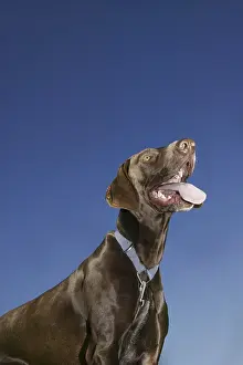 One Person With Dog Prints: Expectations