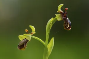 Mimicry In Nature Prints: An exquisite example of mimicry in nature