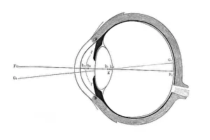 Anatomy Of The Eye Prints: Eye, schematic representation