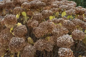Bavaria Hydrangea Prints: Faded hydrangea (Hydrangea), Bavaria, Germany