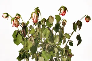 Wilted Rose Flowers Prints: Faded rose