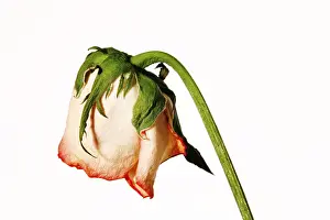 Blooming Flowers Prints: Faded rose