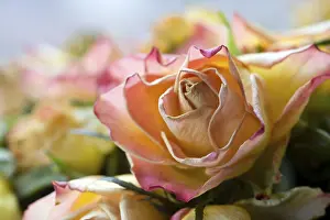 Colorful Nature Scene Prints: Detail of a fading rose