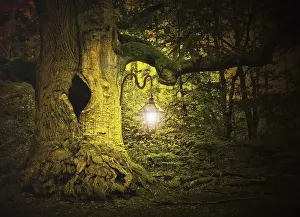 Primeval Forest Prints: Fairytale forest