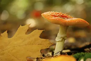 Amanita Strobiliformis Image Prints: Fairytale toadstool, autumn, Germany