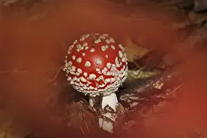 Toxic Mushroom Germany Prints: Fairytale toadstool, autumn, Germany