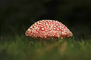 Poisonous Toadstool Prints: Fairytale toadstool, autumn, Germany