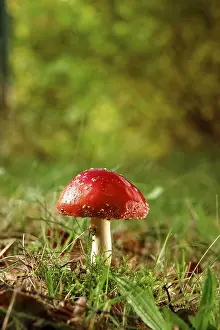 Autumnal Nature Scene Prints: Fairytale toadstool, autumn, Germany