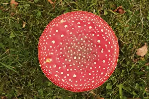 Amanita Strobiliformis Image Prints: Fairytale toadstool, autumn, Germany