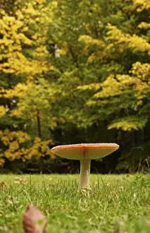 Gilled Mushrooms Germany Prints: Fairytale toadstool, autumn, Germany