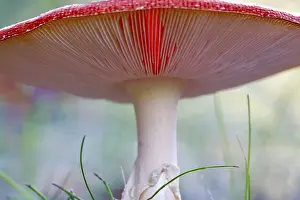 Amanita Strobiliformis Image Prints: Fairytale toadstool, October, Germany
