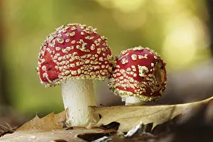 Fly Agaric Fungus Prints: Fairytale toadstools in the forest