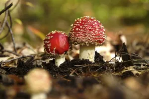 Amanita Strobiliformis Images Prints: Fairytale toadstools in the forest