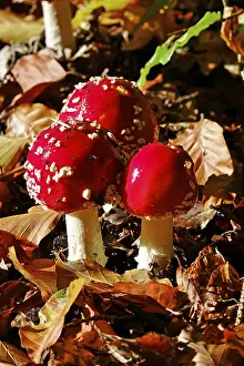 Central European Forest Landscapes Prints: Fairytale toadstools in the forest