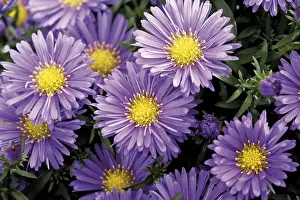 Blue Blossom Flowers Prints: Fall asters (Aster)